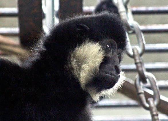 動物図鑑・ホオジロテナガザル